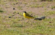 BH  yellow wagtail  MF superciliaris Kalloni SP 210319 E Galinou.JPG