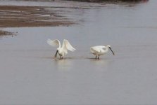 Spoonbills Tsiknias River Giorgis Laskaridis 110119.JPG