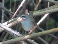 Siberian Rubythroat.jpg