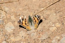 Painted-Lady-(1)-800web.jpg