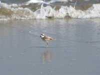 Malayan Plover 2.jpg