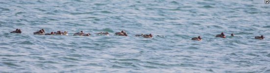 Ferruginous Duck (Aythya nyroca) Alykes Gulf of Kalloni 210419.JPG