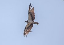 Osprey Pandion haliaetus Cristou River 220419.JPG