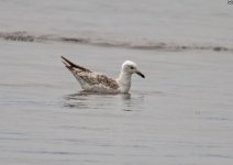 Gull Tsiknias River Mouth 240419.JPG