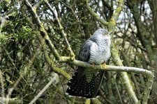 DSC06277ed40 Cuckoo.jpg