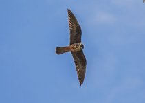Eleonora's Falcon - Falco eleonora Sikiminia 080519.JPG