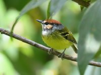 Rufous_crowned_tody_flycatcher_00003 (800x600).jpg