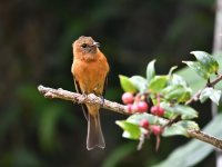 Cinnamon_flycatcher_00005 (800x600).jpg