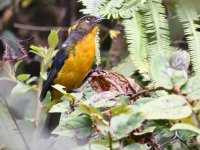 Lacrimose_mountain_tanager_00004 (800x600).jpg