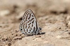 Mediterranean Tiger Blue is 1.jpg