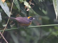 Dusky-faced_tanager_00017 (800x600).jpg