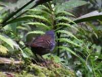 Magdalena_antbird_00016 (800x600).jpg