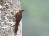 Cocoa_woodcreeper_00001 (800x600).jpg