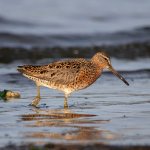 unknown_dowitcher-small.jpg