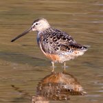 unknown_dowitcher2-small.jpg