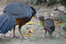 blue-billed_curassow_00002 (800x533).jpg