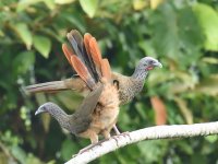 Colombian_chachalaca_00001 (800x600).jpg