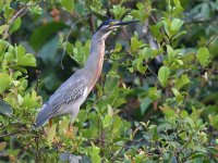 Striated_heron_00013 (800x600).jpg