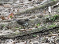 Northern_waterthrush_00006 (800x600).jpg