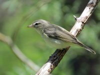 Warbling-Vireo-Summerhaven-.jpg