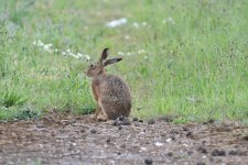 Brown Hare.JPG