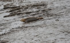 Common Seal.jpg