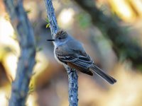 Ash-throated-Flycatcher-Box.jpg