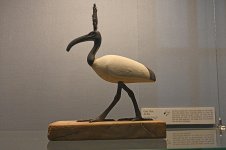 ibis-museo.jpg