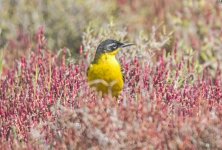 Wagtail  Motacilla flava Polichnitos Salt Pans 240419.JPG