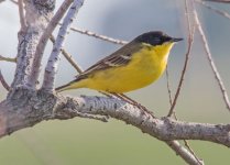 Western Yellow Motacilla flava  feldegg male 210419 1.1.JPG