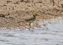 Citrine Wagtail - Motacilla citreola Alikoudi Pool 240419.JPG