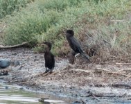 Pigmy cormorants Kalloni Salt Pans 150619 image Giorgis Laskaridis ‎Lesvos bird news.JPG