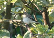 Pied Flycatcher 2.jpg