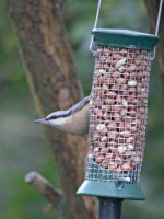 Nuthatch 070110-1.jpg