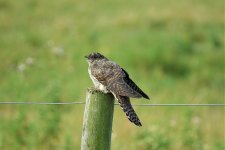 DSC04796ed40 juv Cuckoo.jpg