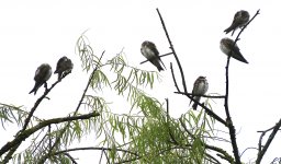 IMG_9051 Brown-chested Martin @ Bogota la Florida.jpg