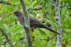 IMG_9049 Great Thrush @ Bogota la Florida.jpg