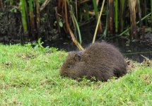 IMG_9034 guinea pig @ Bogota la Florida.jpg