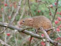 Harvest Mouse.JPG