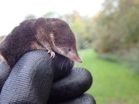 Common Shrew (2).JPG