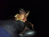 Brown Long Eared Bat.JPG