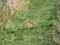 Brown Hare.jpg