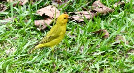 IMG_9066 Saffron Finch @ Bogota el Tabacal.jpg