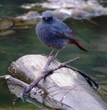 DSC00527 Plumbeous Redstart @ Sam Pak Wan.jpg