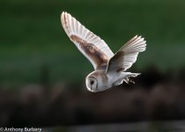 Barn Owl-0504.jpg