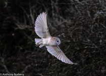 Barn Owl-0469.jpg