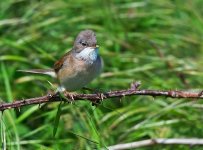 Whitethroat Male 2.jpg