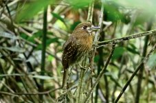 IMG_9075 Moustached Puffbird @ Bogota el Tabacal.jpg