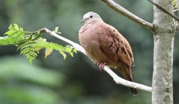 IMG_9082 Ruddy Ground Dove @ Bogota el Tabacal.jpg