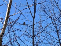 Pygmy Owl 2.1.20.jpg